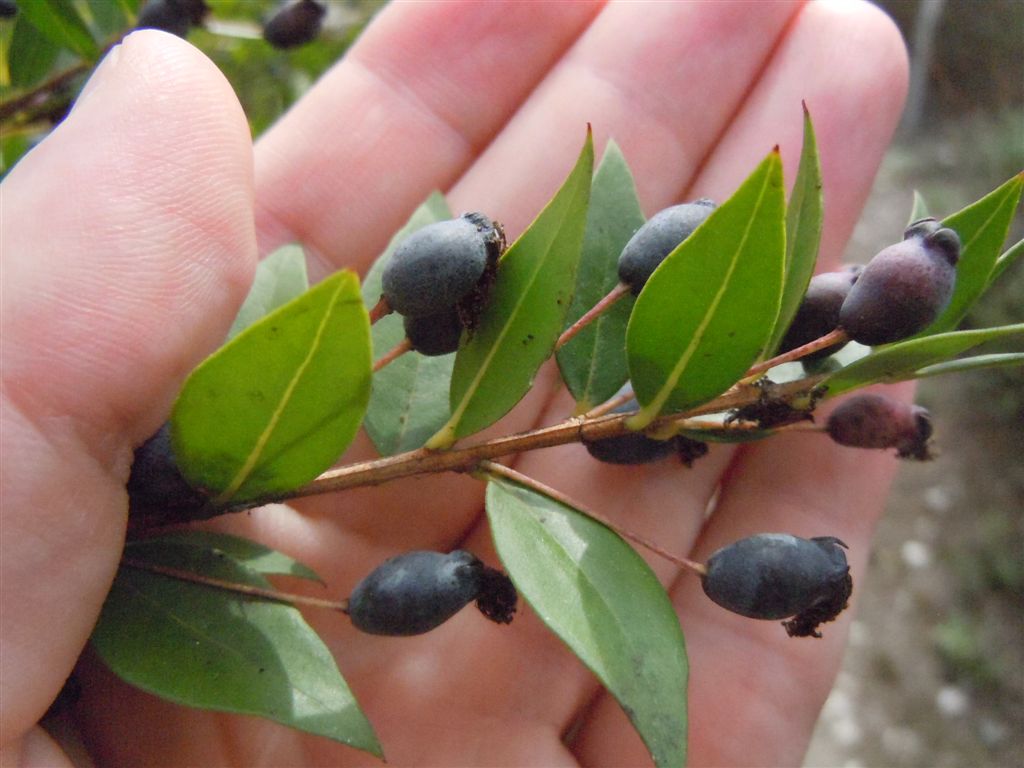 Myrtus communis